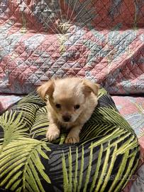 Cucciolo chihuahua
