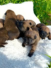 Cucciolo pastore belga Malinois