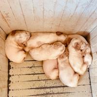 Vendita setter inglese