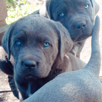 Cuccioli di cane corso italiano grigio blu e nero