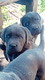 Cuccioli di cane corso italiano grigio blu e nero