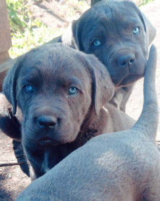 Cuccioli di cane corso italiano grigio blu e nero