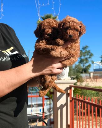 Cuccioli di barboncino toy rec