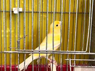 Canarino portatore occhio rosso