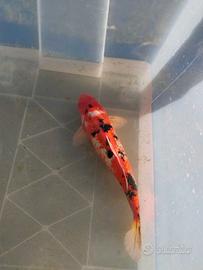 Carpa koi