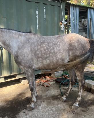 Cavallo arabo