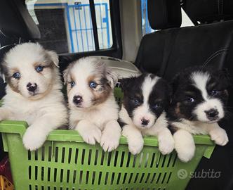 Pastori australiani con pedigree