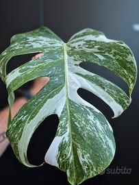 Monstera Deliciosa Variegata 