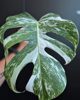 Monstera Deliciosa Variegata 