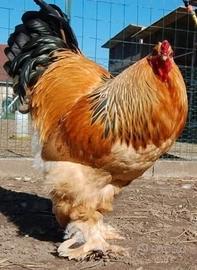 Galli e galline di tutte le razze