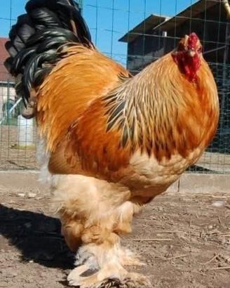 Galli e galline di tutte le razze