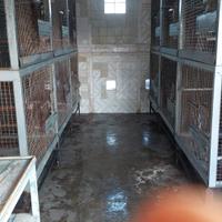 gabbie pappagalli vpl