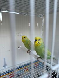 Cocorite coppie giovani