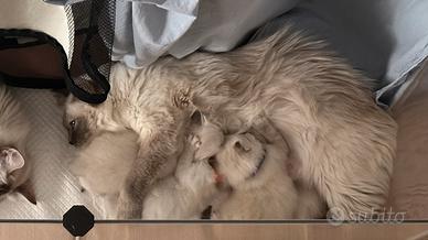 Ragdoll con pedigree ultimi tre cuccioli