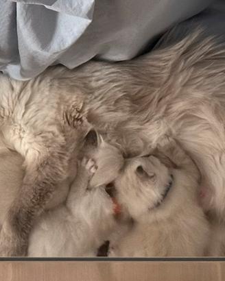 Ragdoll con pedigree ultimi tre cuccioli
