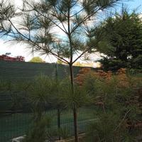 Conifera 