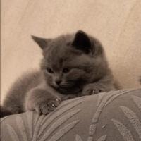 Cucciola di British Shorthair blu