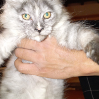 Maine coon femmina