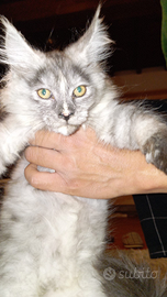 Maine coon femmina