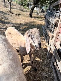 Montone Bergamasco/bagnolese