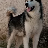 Alaskan Malamute