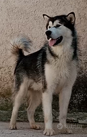 Alaskan Malamute