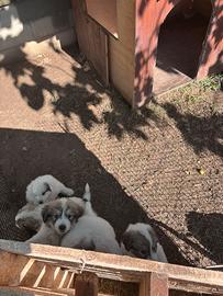 Cuccioli di Pastore dei Pirenei