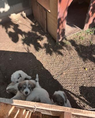 Cuccioli di Pastore dei Pirenei