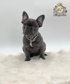 Dolcissima Bulldog Francese Total Blu