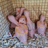 Pappagalli da imbecco