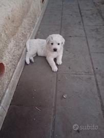 Cucciola di Pastore Maremmano