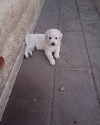 Cucciola di Pastore Maremmano