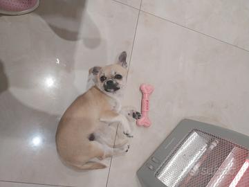 Chihuahua