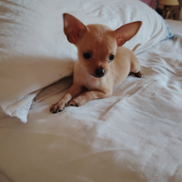 Chihuahua femmina toy