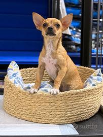 Chihuahua 5 mesi