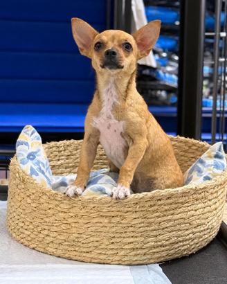Chihuahua 5 mesi