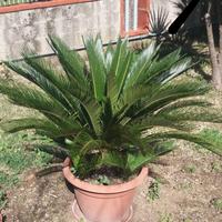 Pianta cicas