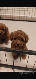 Maschietto Toy Con Pedigree ENCI 60 Giorni