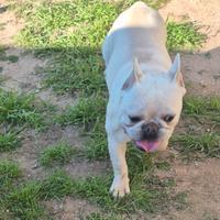 Bulldog francese esotico