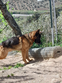 Meticcio e pastore tedesco regalati insieme