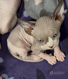 Sphynx