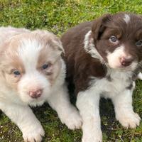 Cuccioli border collie