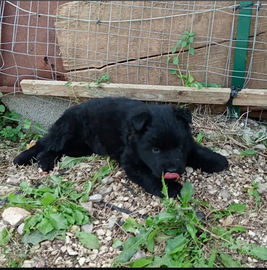 Cucciolo pastore tedesco nero