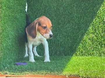 Beagle