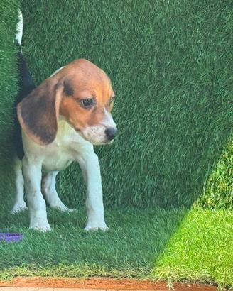 Beagle