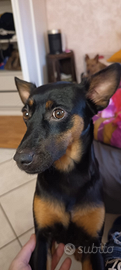 Cane simil Pinscher