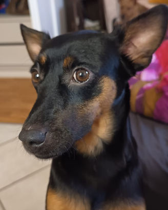 Cane simil Pinscher