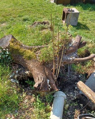 radici ceppe alberi
