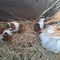 Cuccioli di porcellino d'india, cavia peruviana