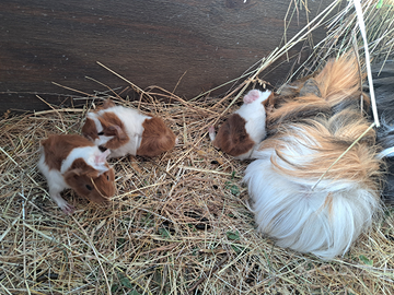 Cuccioli di porcellino d'india, cavia peruviana